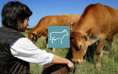 Le marché du bovin viande bio et l’engraissement