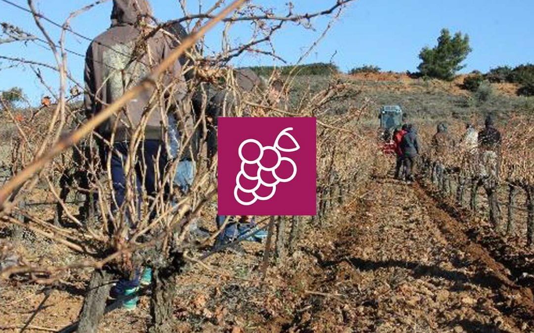 Desherbage mecanique à l’ECOCEP, sol et maladies de la vigne… vers l’AB